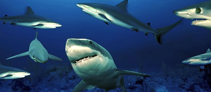 The Economics of Sharks: Why They’re Worth More Alive Than Dead