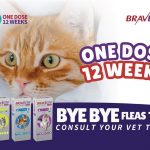 Ad for Bravecto Plus for cats, showing an orange tabby cat and the text "One Dose 12 Weeks" and "Bye Bye Fleas Ticks."