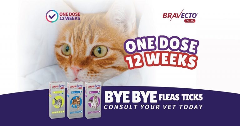 Ad for Bravecto Plus for cats, showing an orange tabby cat and the text "One Dose 12 Weeks" and "Bye Bye Fleas Ticks."
